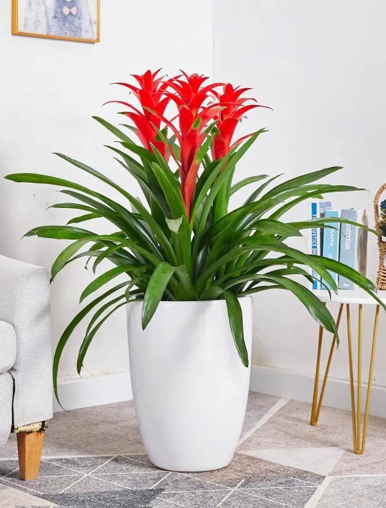 鴻運(yùn)當(dāng)頭